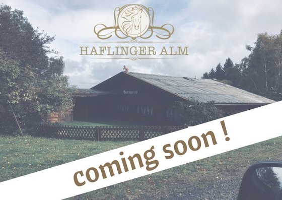 You are currently viewing Die Haflinger Alm